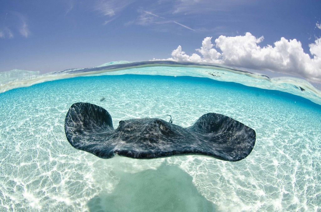 Underwater Photography By Julie Corsetti