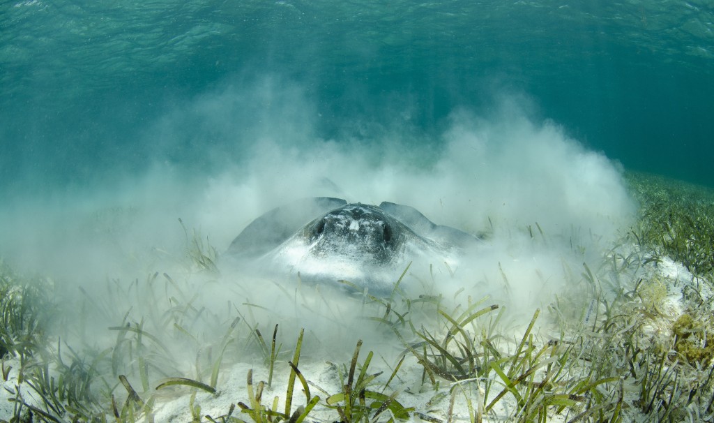 Underwater Photography By Julie Corsetti