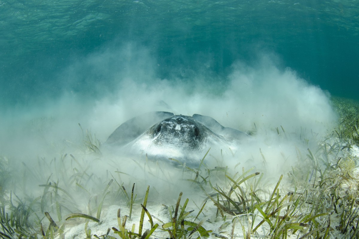 Underwater Photography By Julie Corsetti Underwater Photography By Julie Corsetti