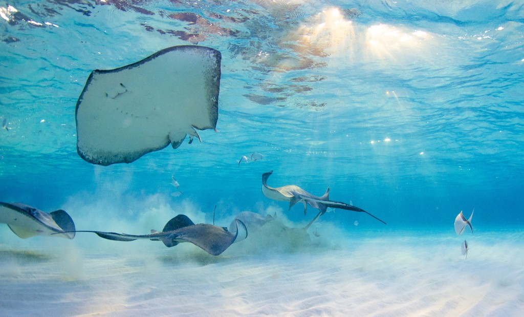 Underwater Photography By Julie Corsetti
