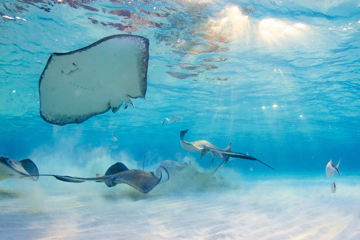Underwater Photography By Julie Corsetti Underwater Photography By Julie Corsetti