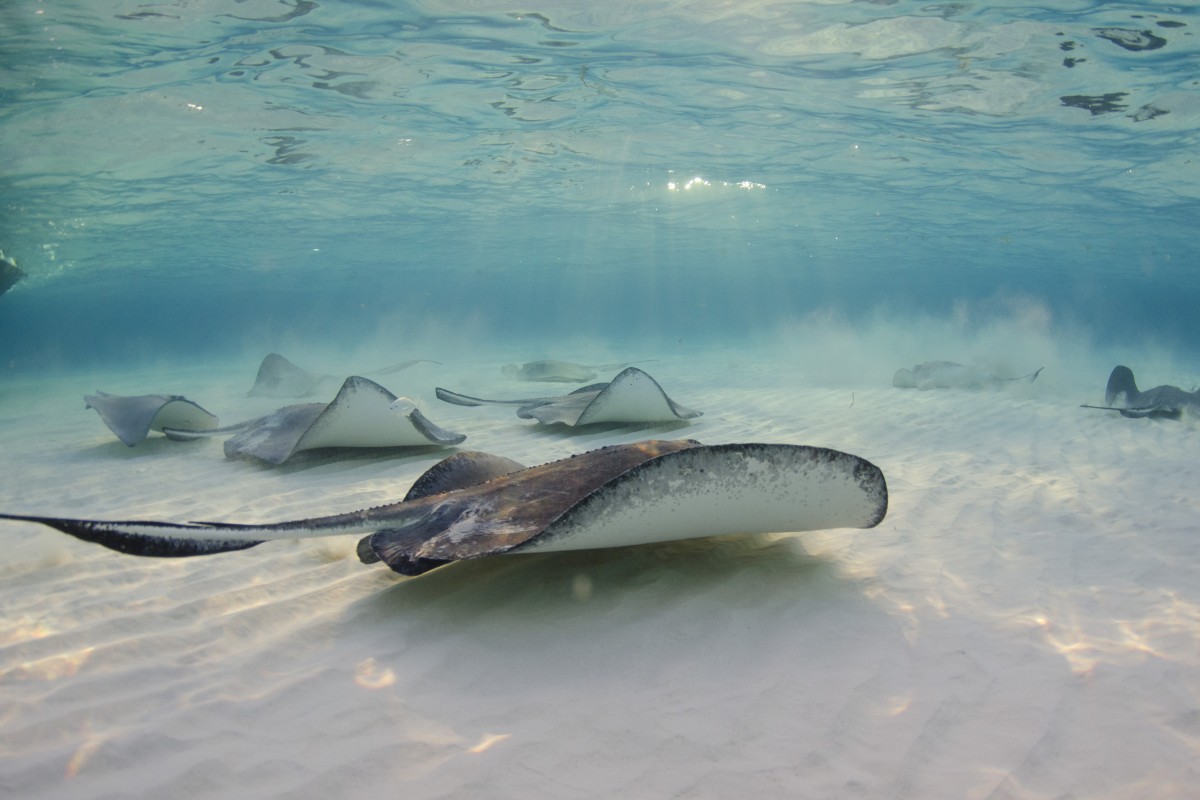 Underwater Photography By Julie Corsetti Underwater Photography By Julie Corsetti