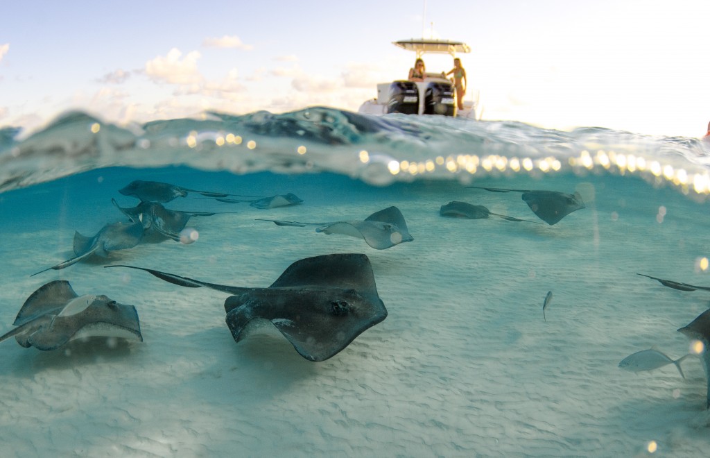 Underwater Photography By Julie Corsetti