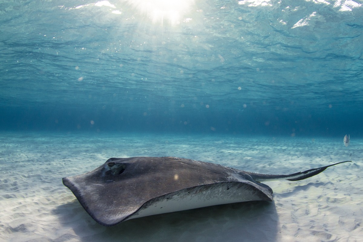 Underwater Photography By Julie Corsetti Underwater Photography By Julie Corsetti